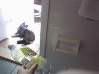 COCO_460841_thumb